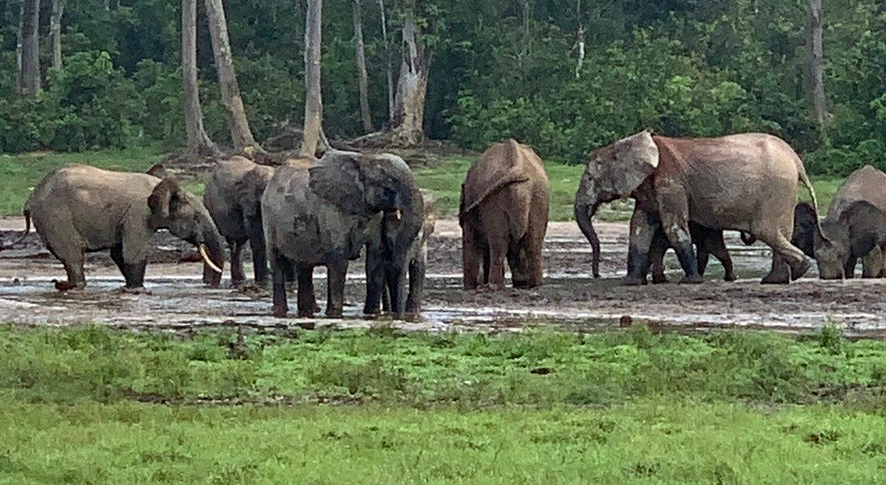 Dzanga-Sangha Special Reserve, Sangha-Mbaéré Prefecture (Southwest), Central African Republic